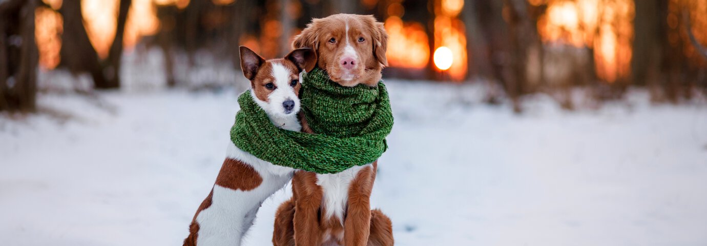 Hund och katt vilar tillsammans på en madrass