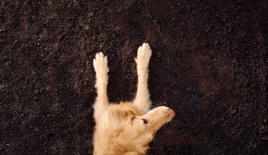Hund ligger i jorden