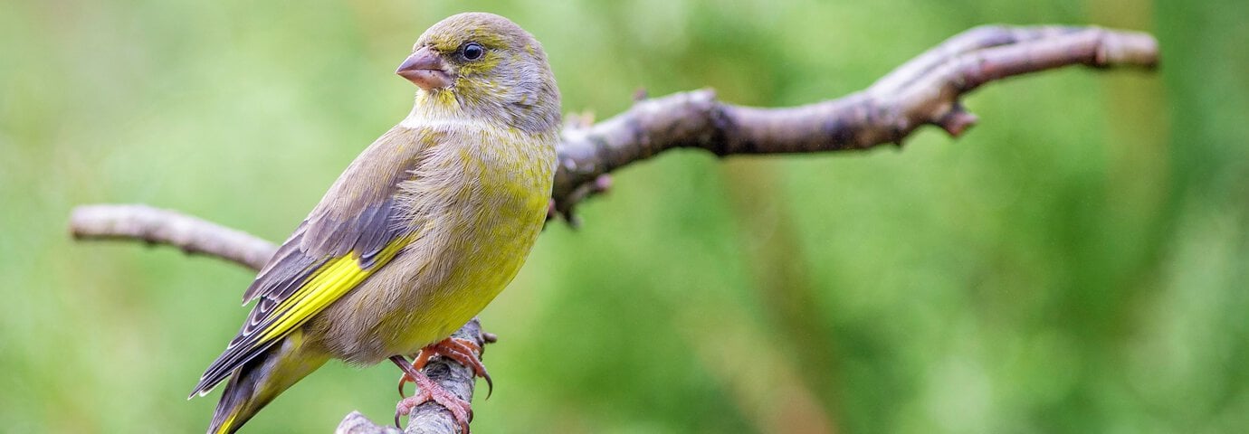 Liten fågel på gren