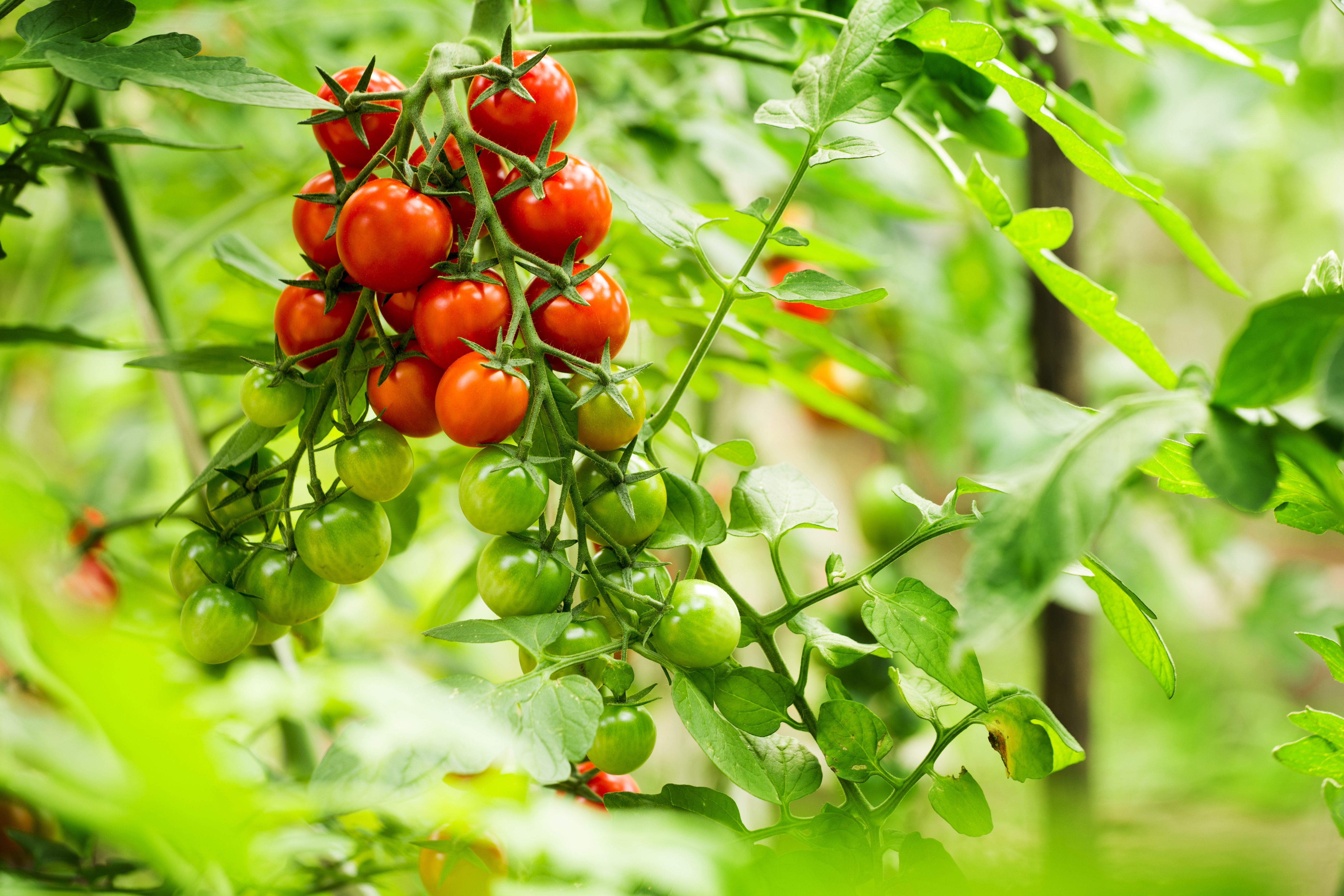 Odla tomat – så tomatfrön 