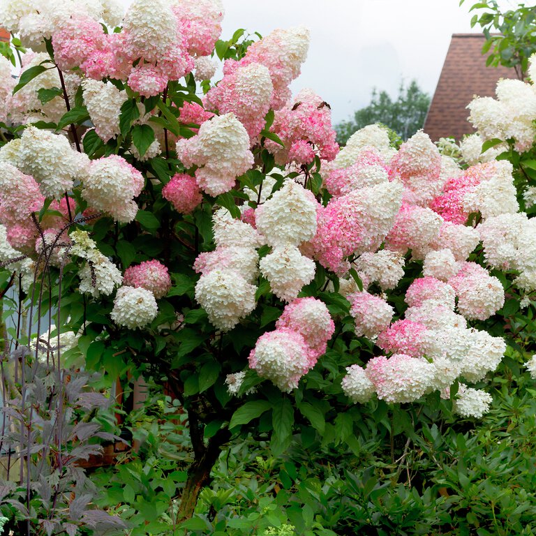 Röd hortensia