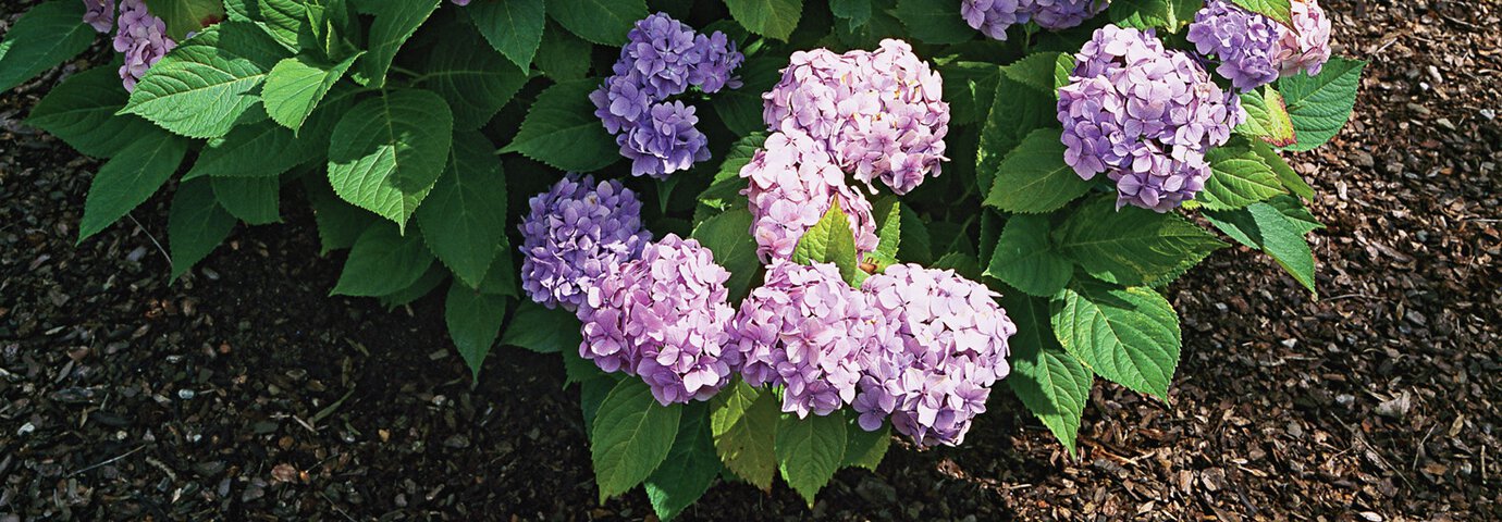 Lila hortensia i rabatt