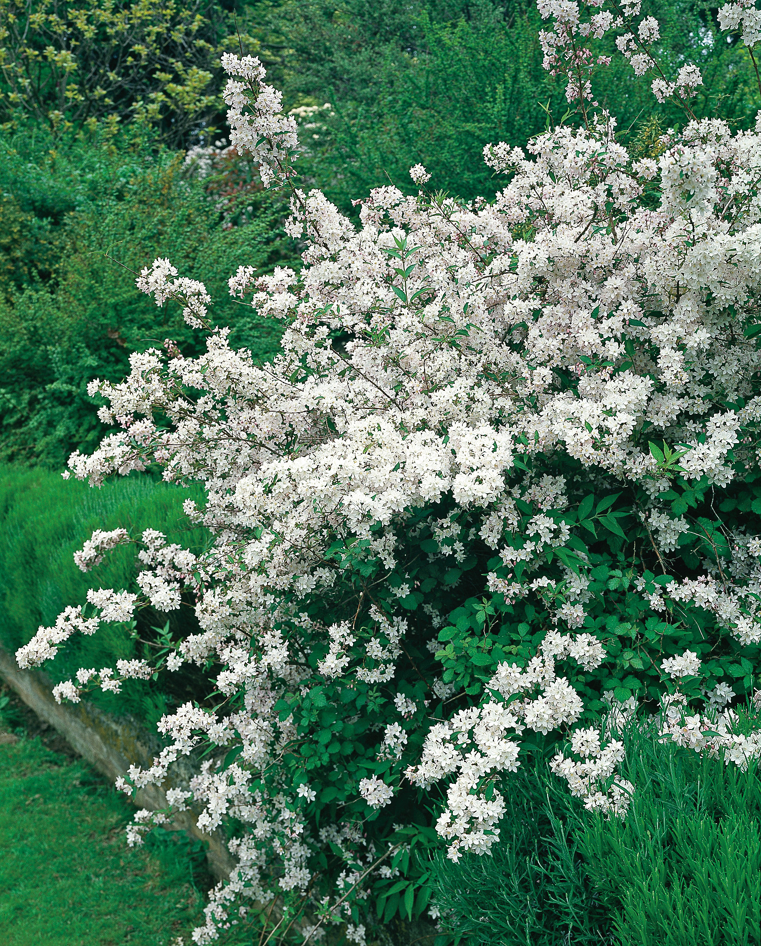 Bruddeutzia CO 3-p