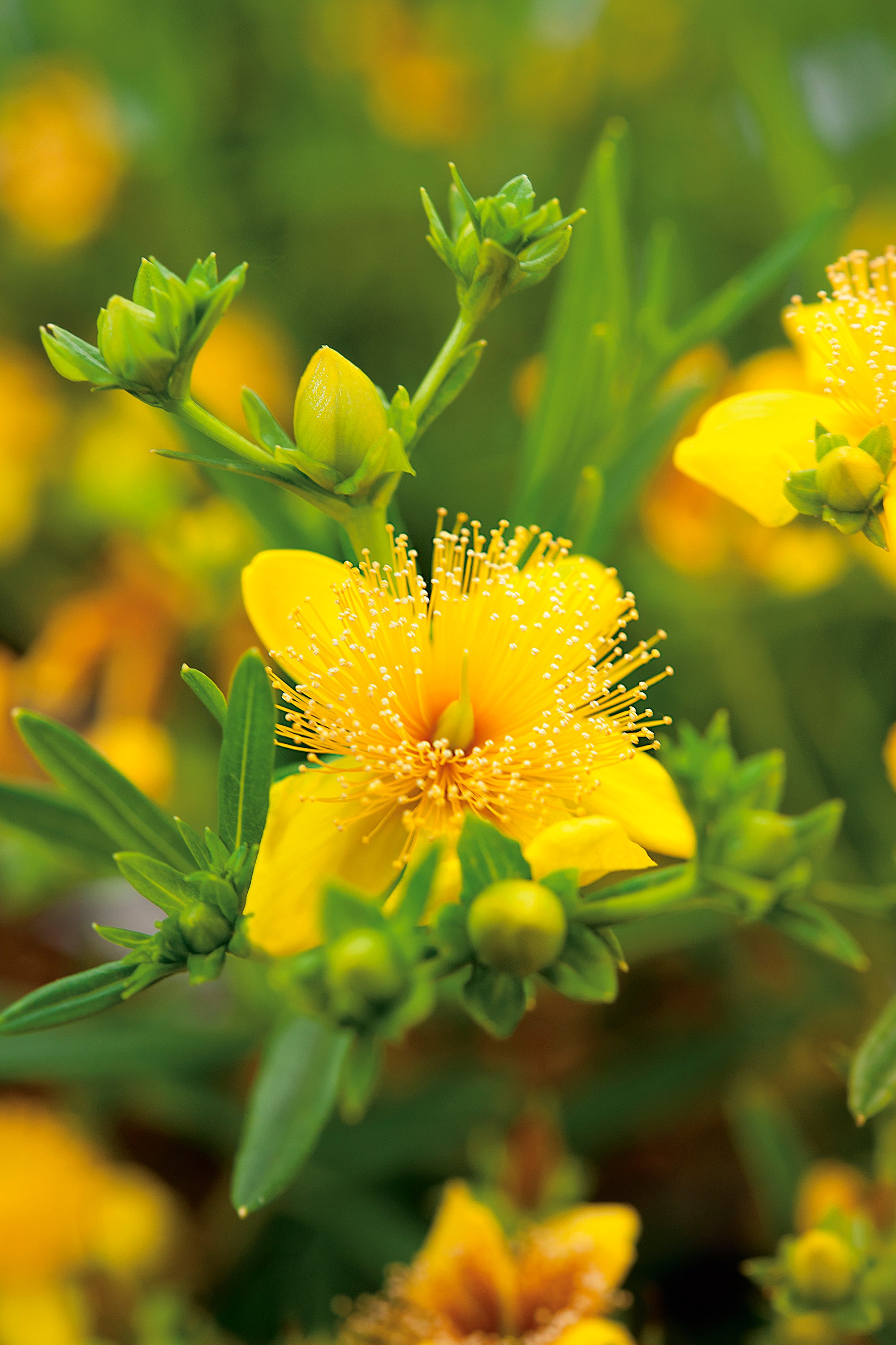 Knapphyperikum 