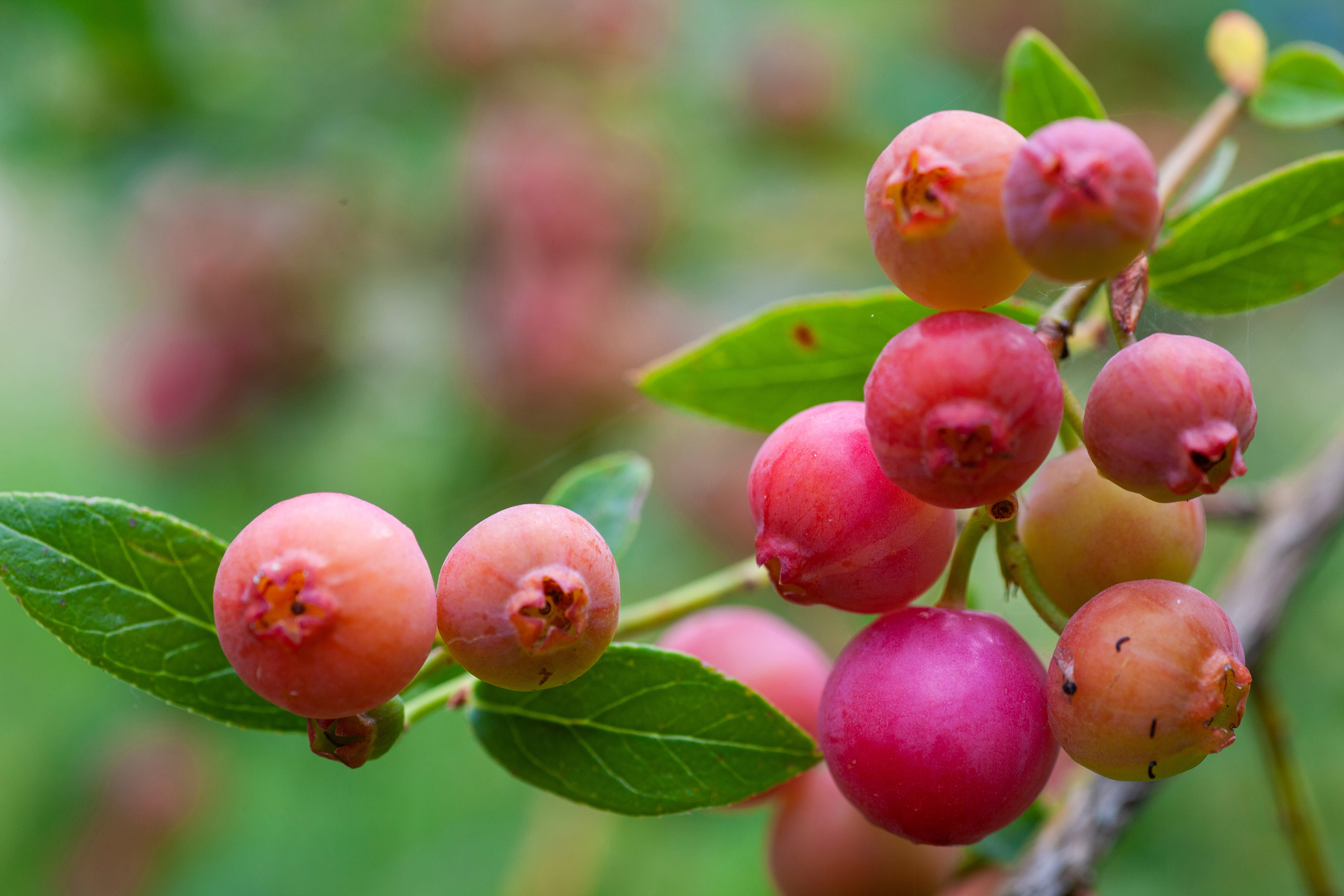 Amerikanskt blåbär "Pink Lemonade" 3-p