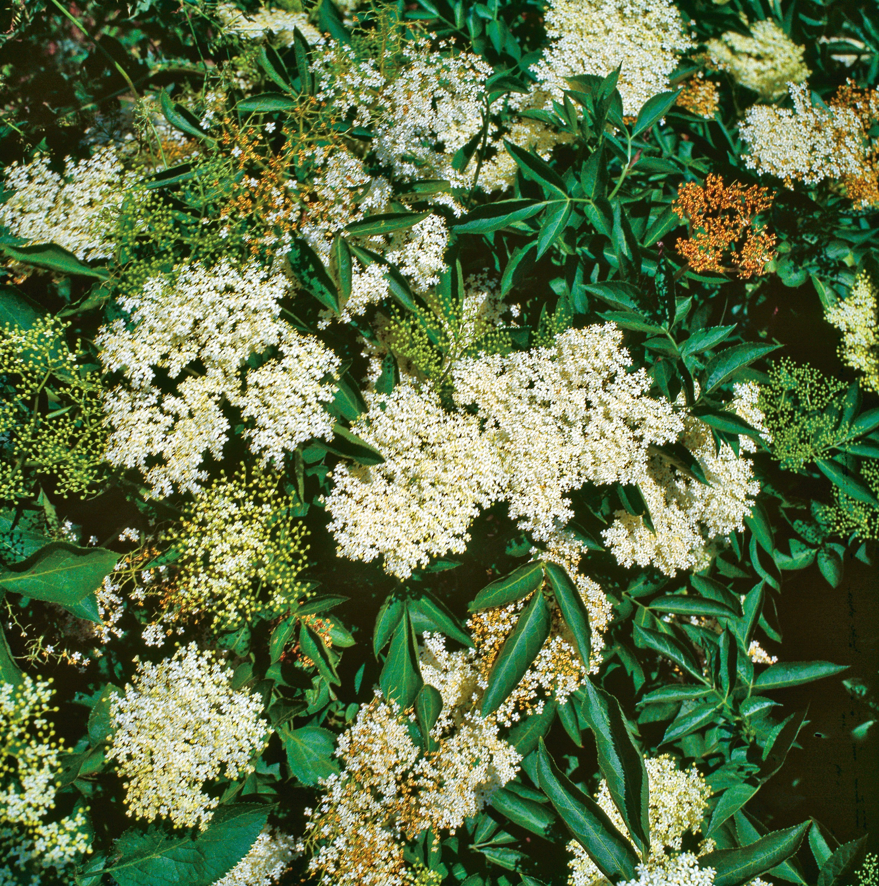 Fläder Sambucus nigra 100-p