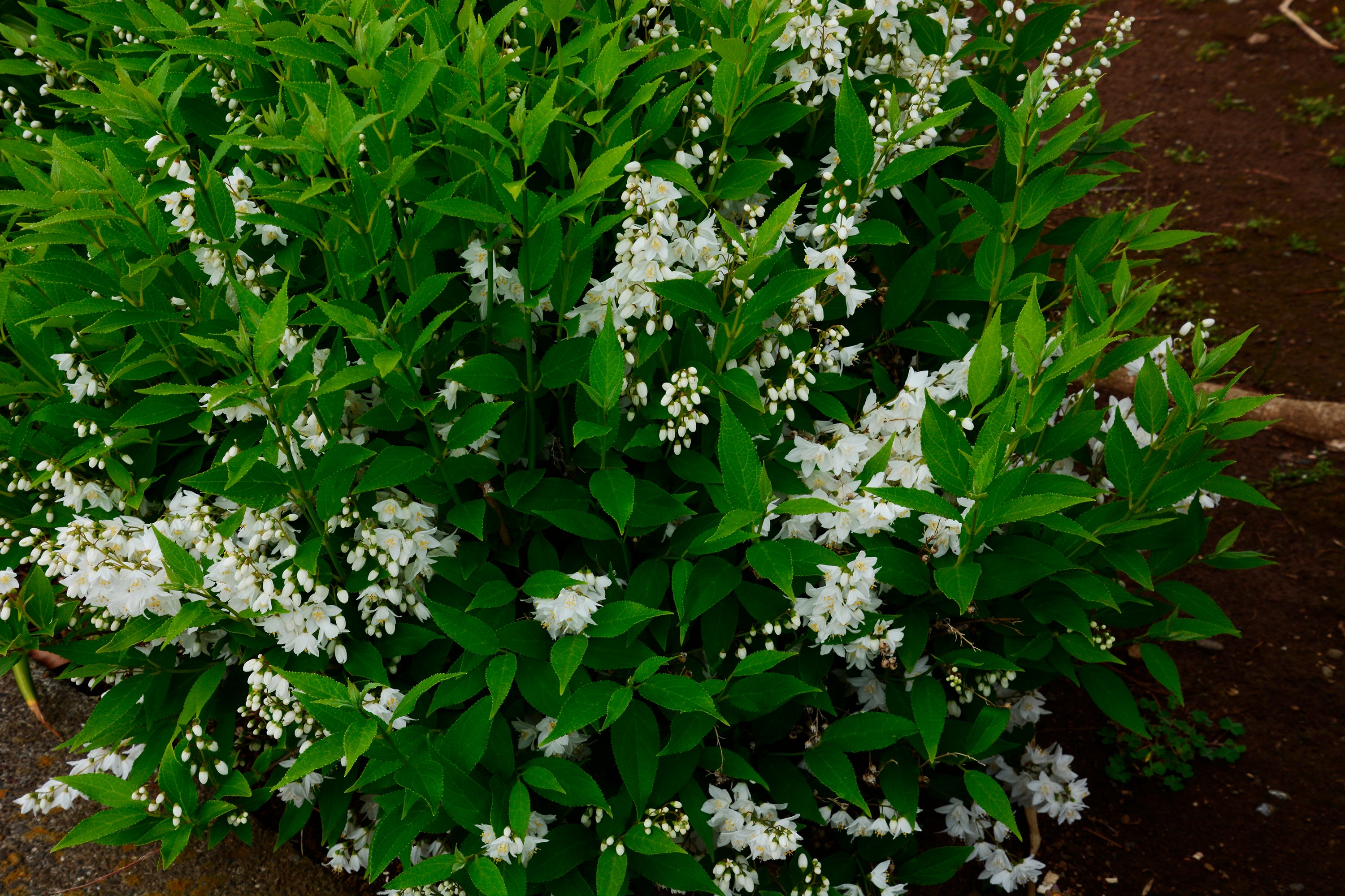 Bruddeutzia CO 100-p