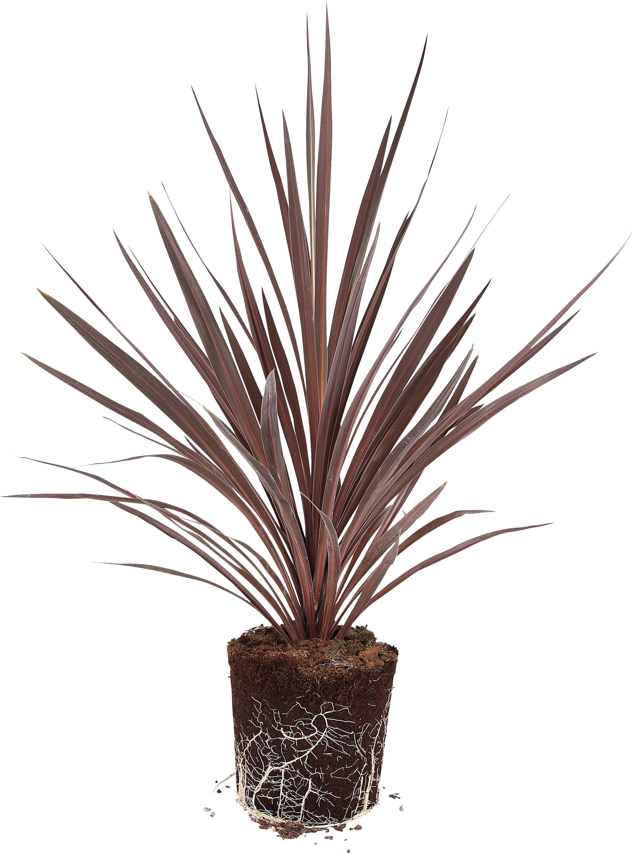 Cordyline lat. Cordyline australis 