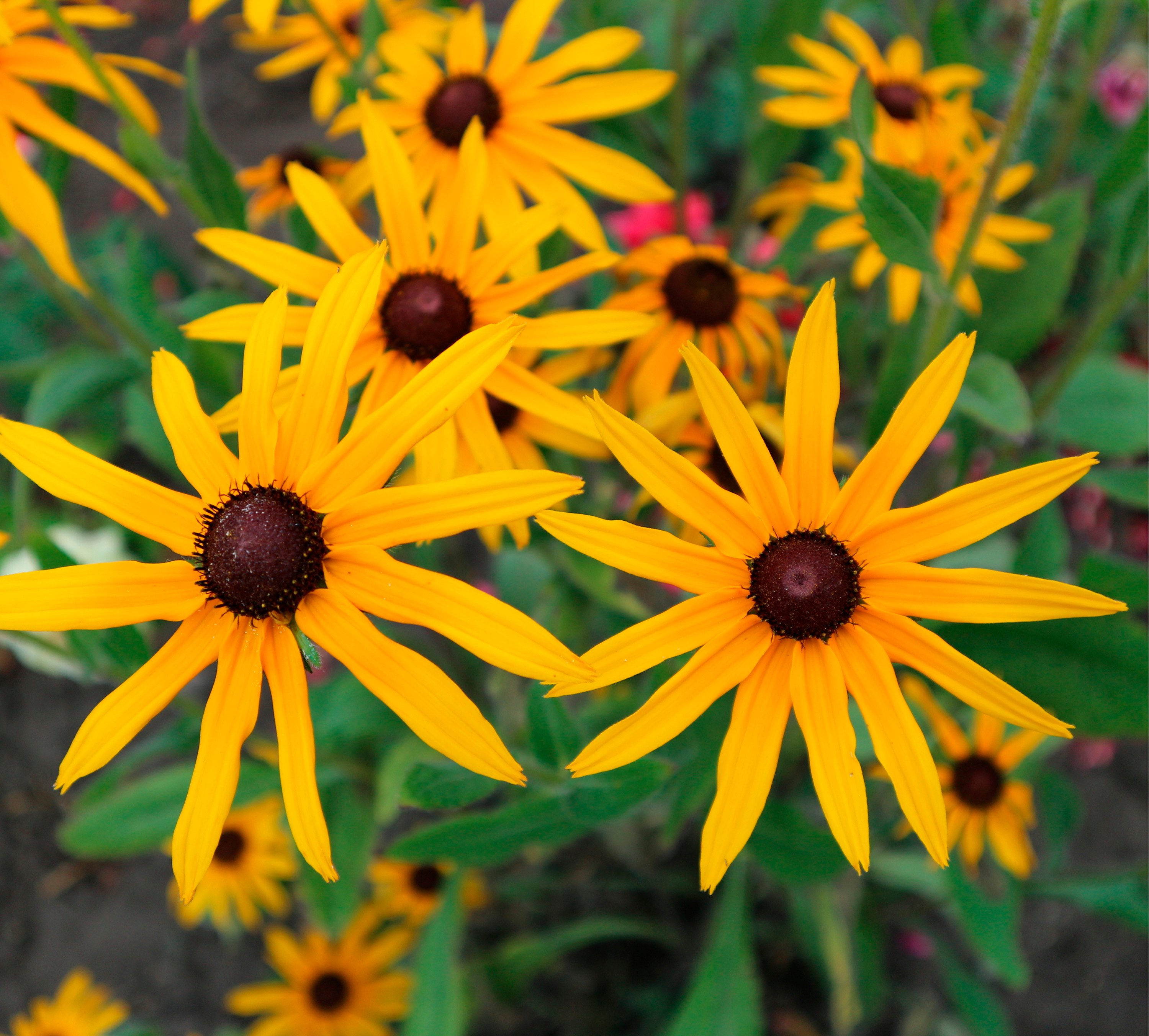 Strålrudbeckia 