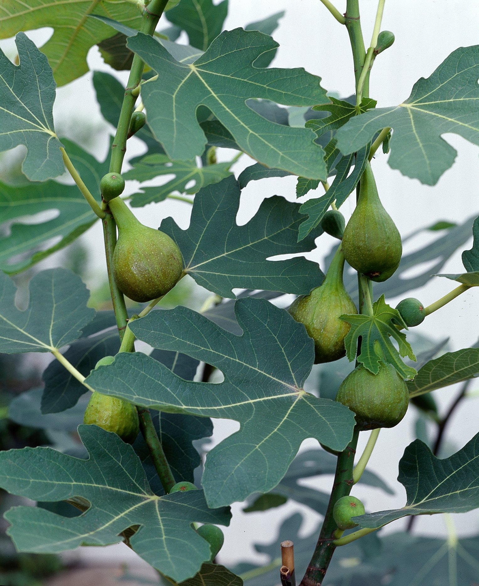 Fikonbuske Ficus Carica 1-p