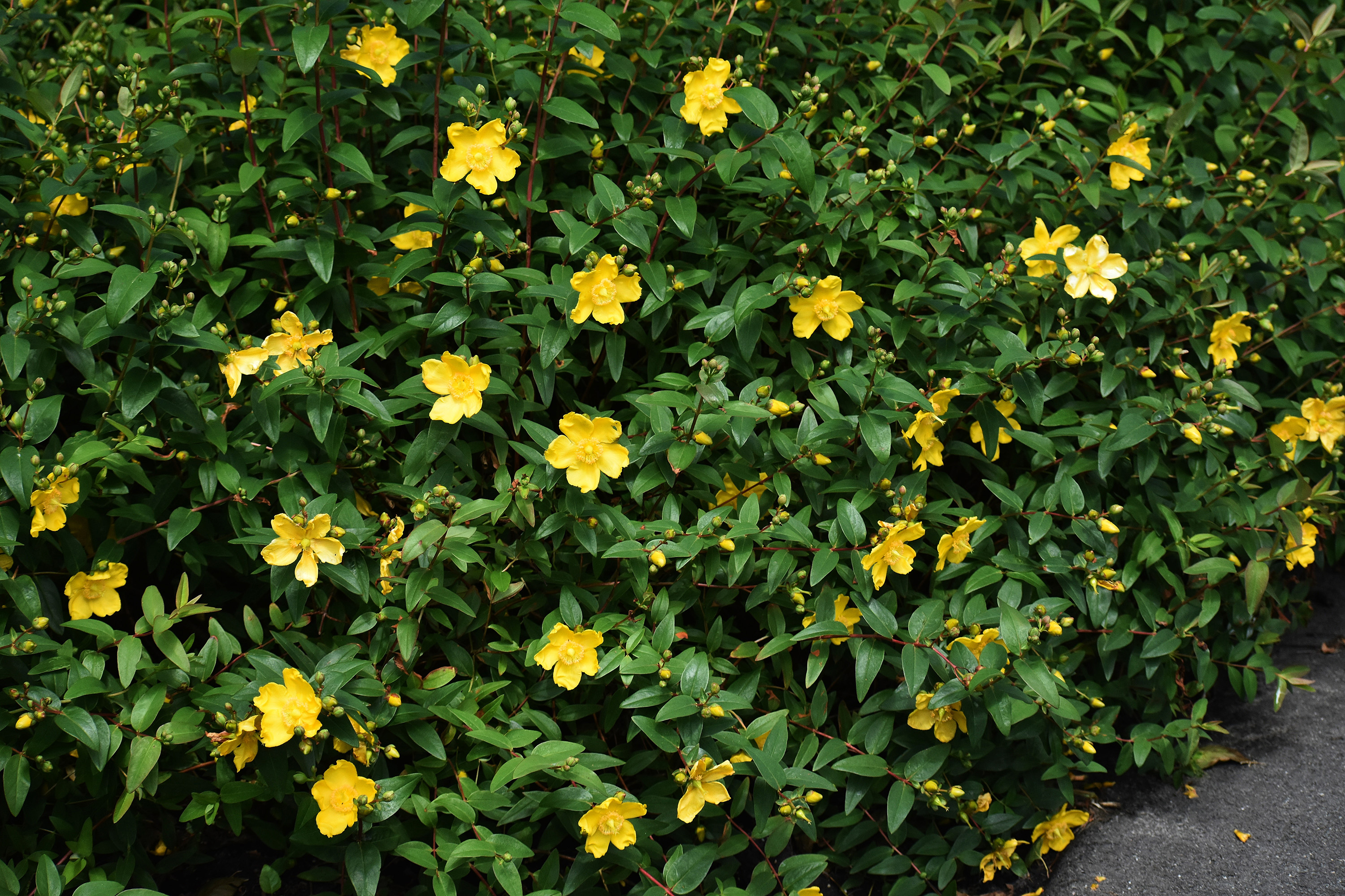 Vinterhyperikum Hidcote 30-50 cm 10-p