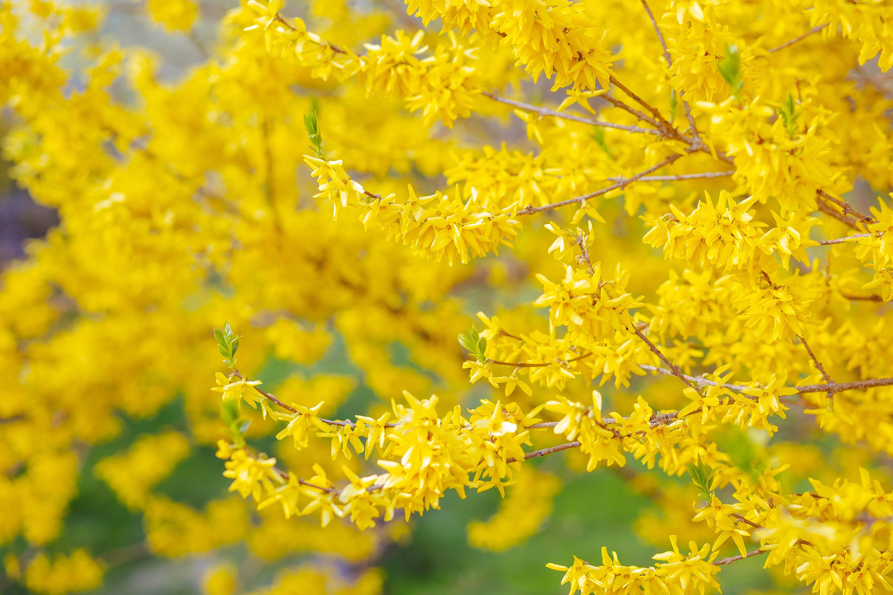 Hybridforsythia 