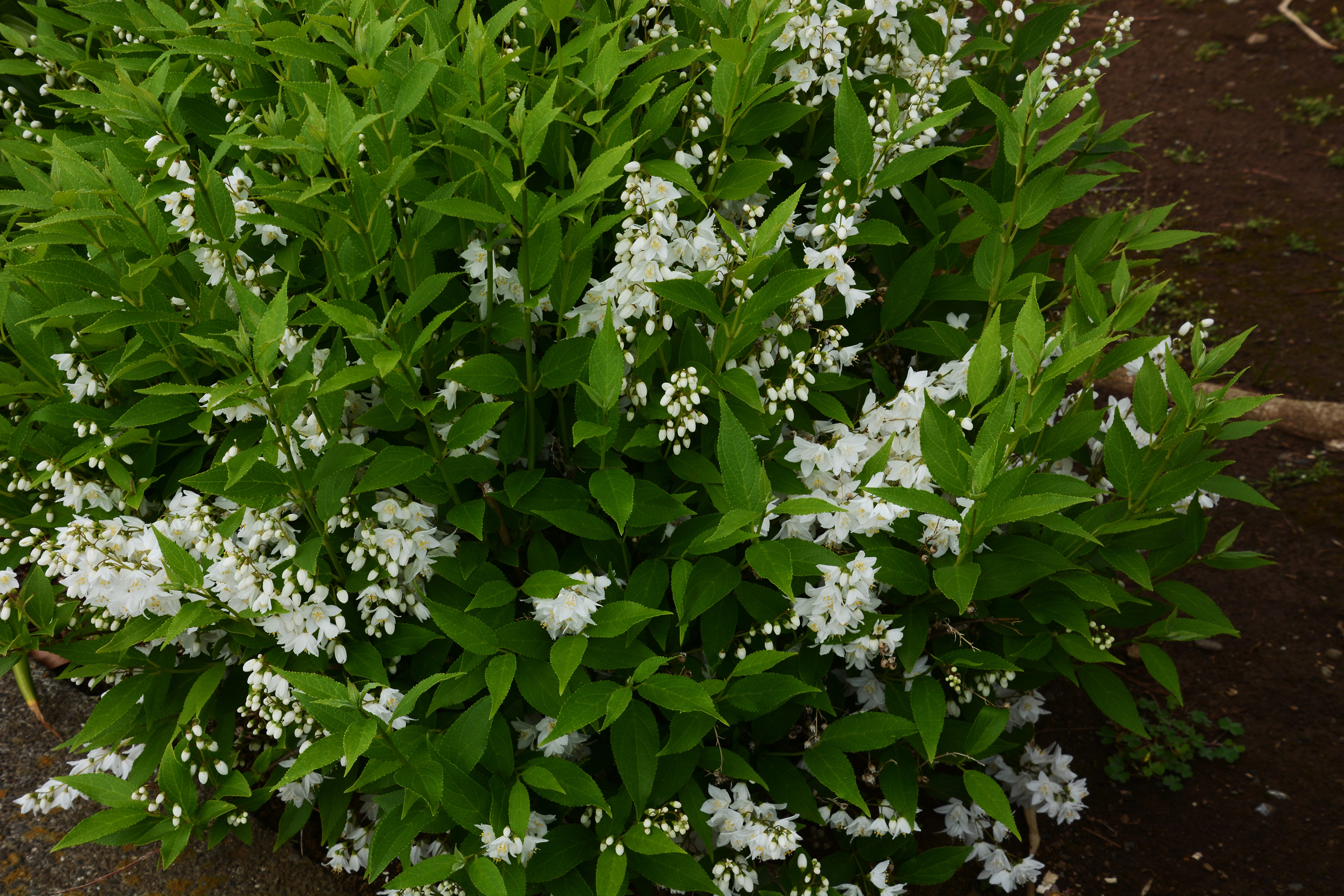 Bruddeutzia CO 20-p