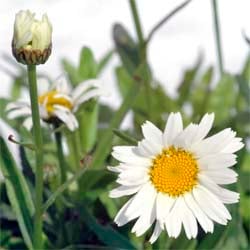 Prästkrage lat. Leucanthemum mix