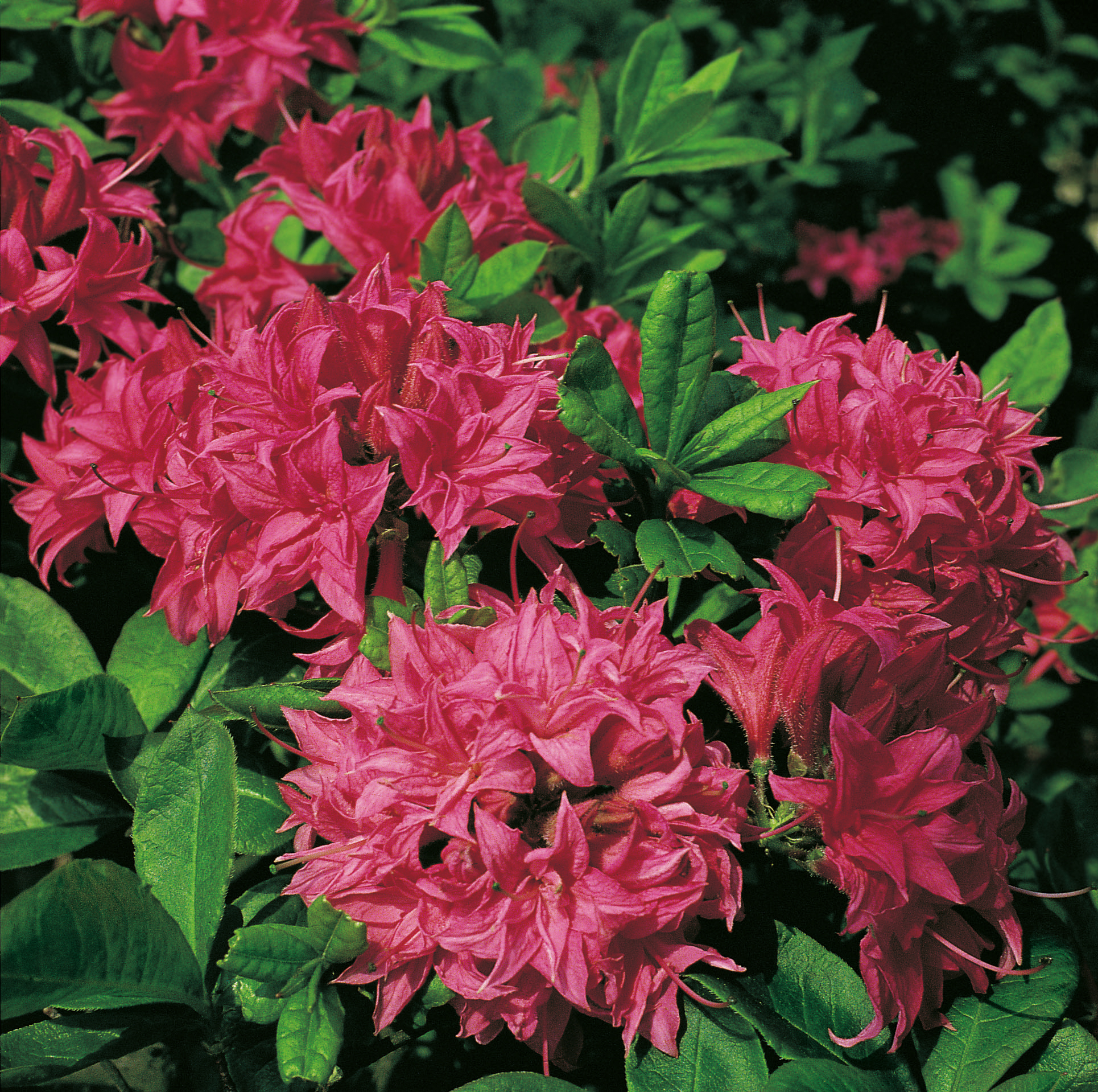 Azalea 