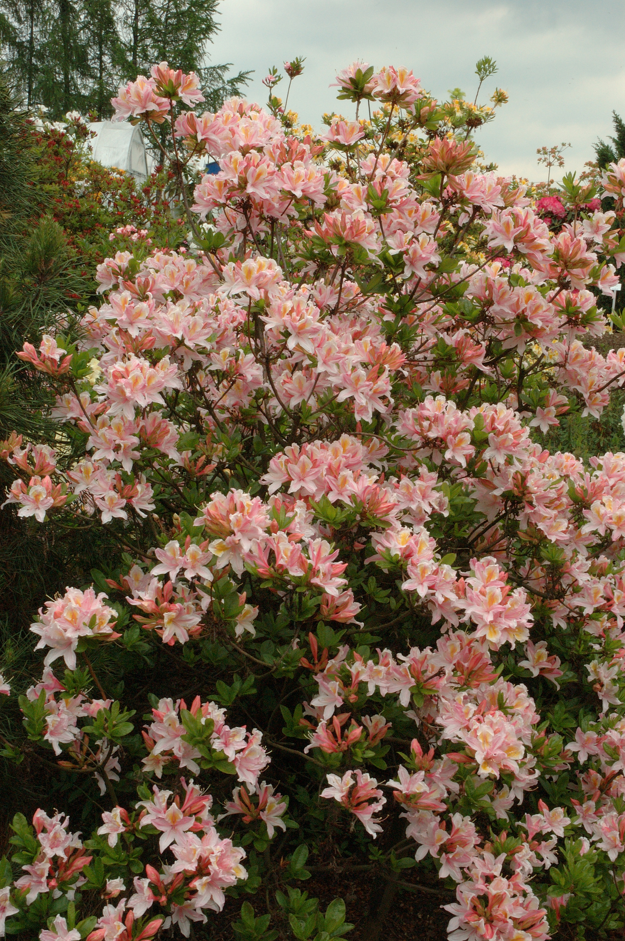 Azalea 