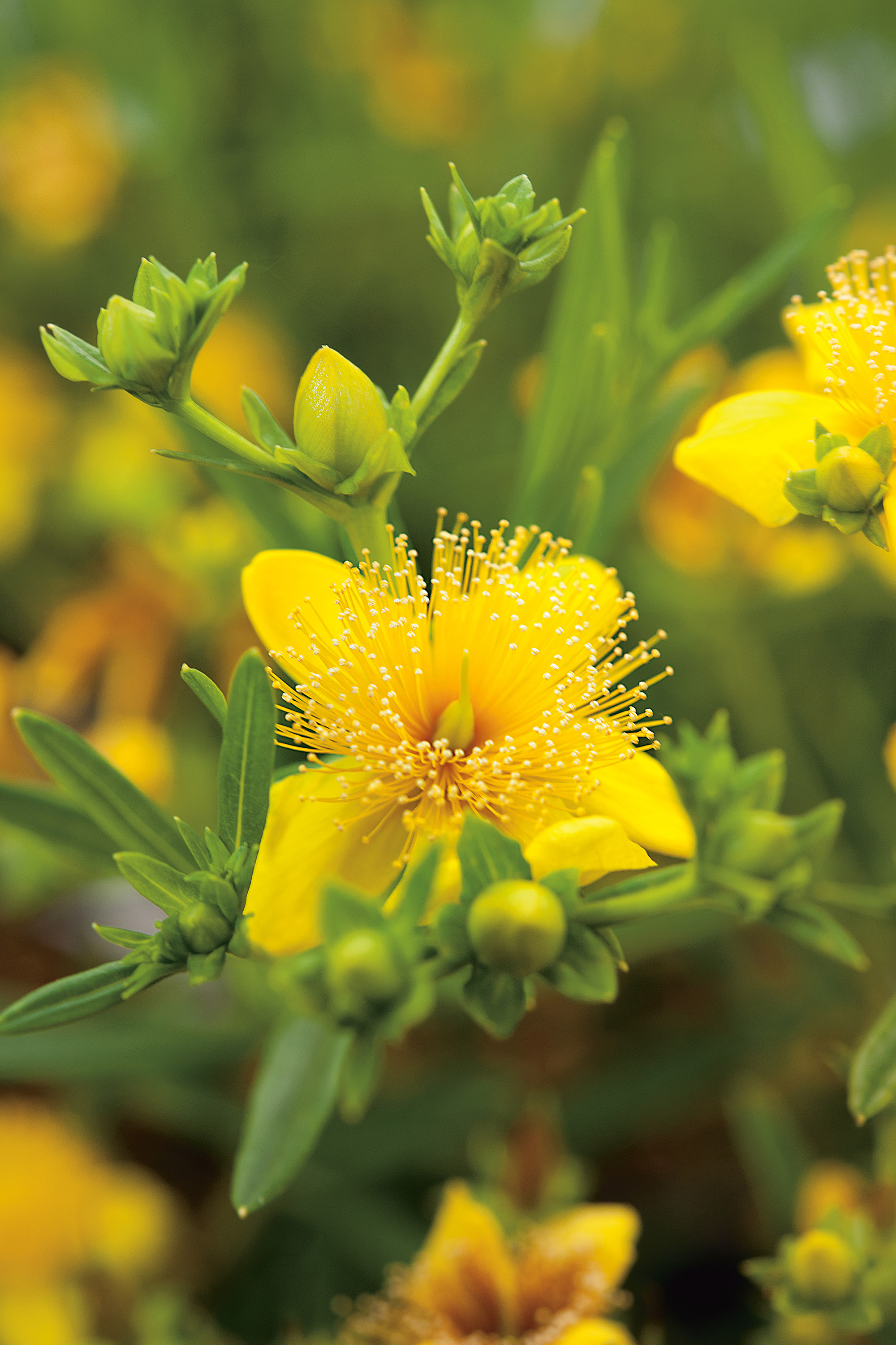 Knapphyperikum CO 10-p