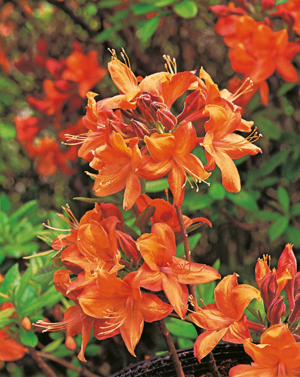 Azalea 