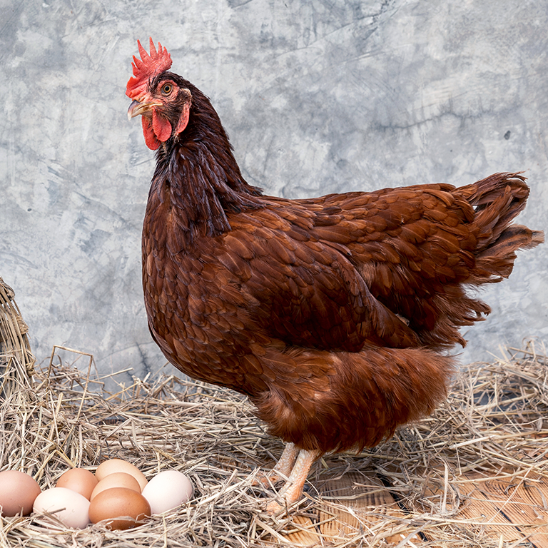 rhode island red-höna på granngarden.se