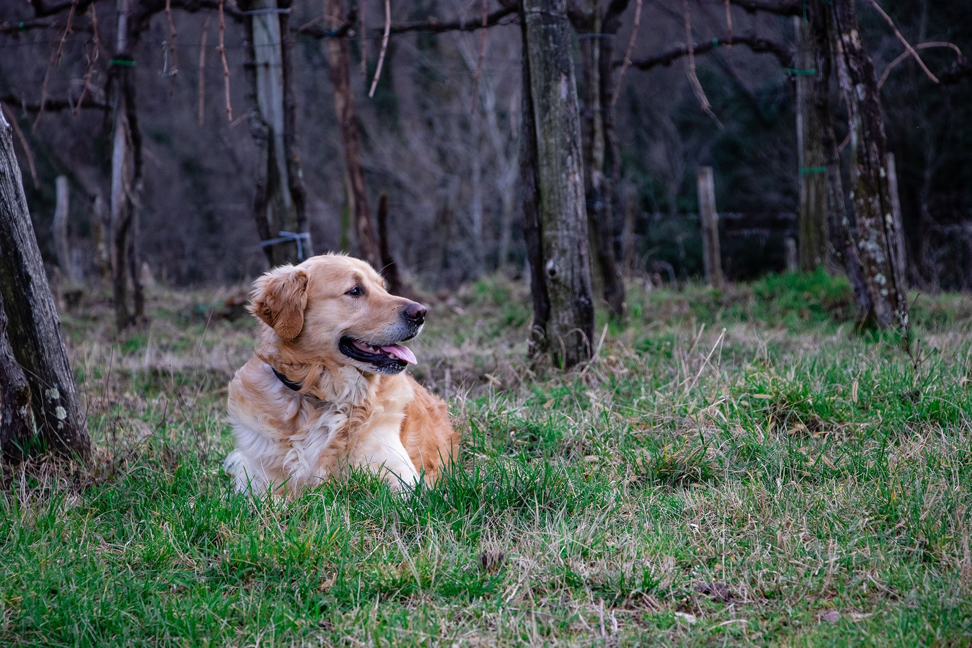 Förstå hundens kroppsspråk när den är nöjd - guide på granngården.se