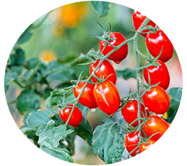 Köp tomatfrön hos Granngarden.se
