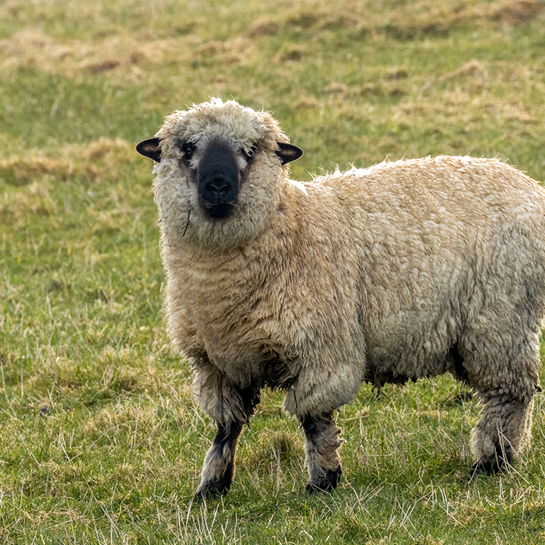 bild på Shropshire-får