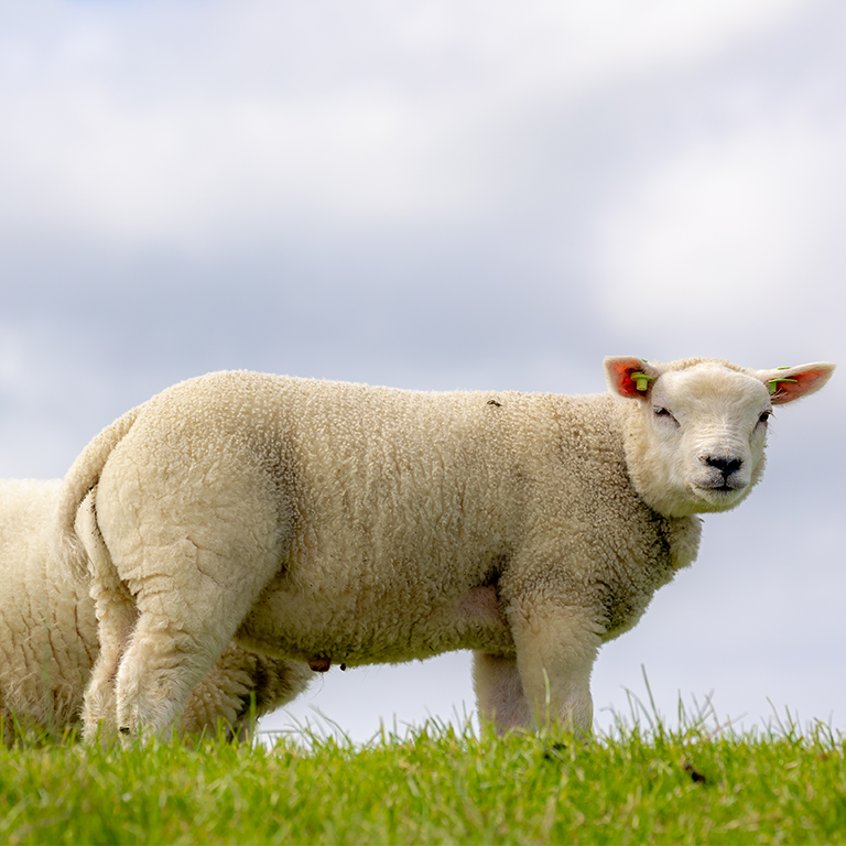 bild på texel-får