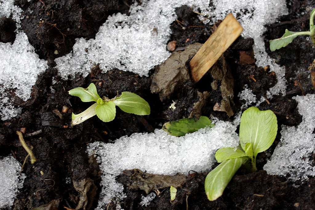 planta i snö