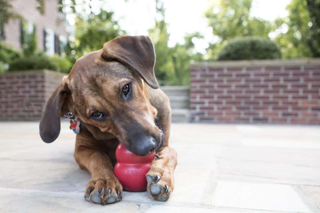 Köp Kong hundleksaker på grangården.se